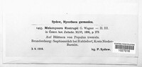 Melampsora rostrupii image